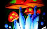 Magic Mushroom 16/69